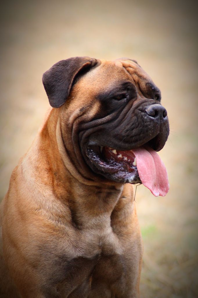 Les Bullmastiff de l'affixe De La Lune Sombre