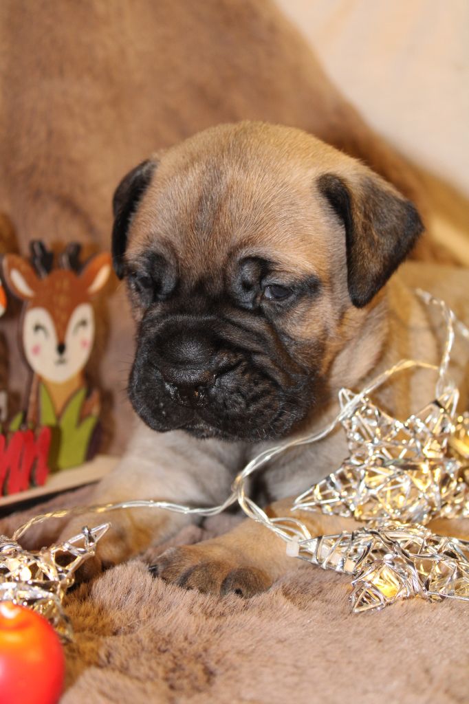 De La Lune Sombre - Chiot disponible  - Bullmastiff