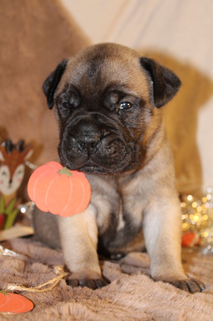 De La Lune Sombre - Chiot disponible  - Bullmastiff