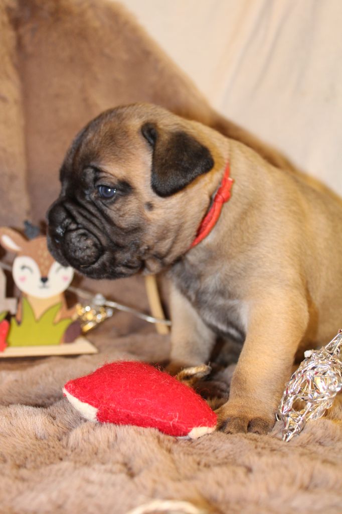 De La Lune Sombre - Chiot disponible  - Bullmastiff