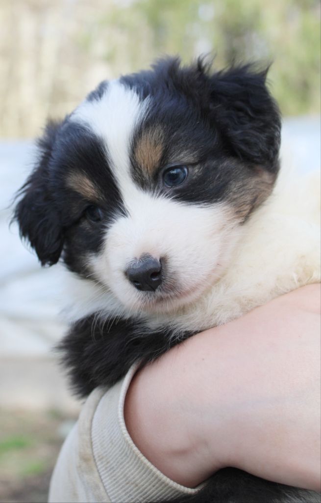 De La Lune Sombre - Chiot disponible  - Berger Australien