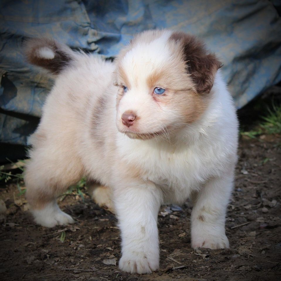 De La Lune Sombre - Chiot disponible  - Berger Australien