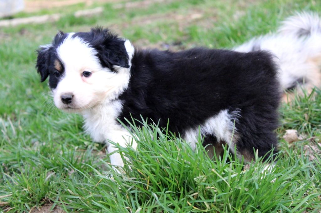 De La Lune Sombre - Chiot disponible  - Berger Australien