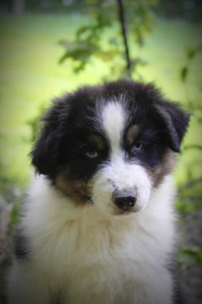 De La Lune Sombre - Chiots disponibles - Berger Australien