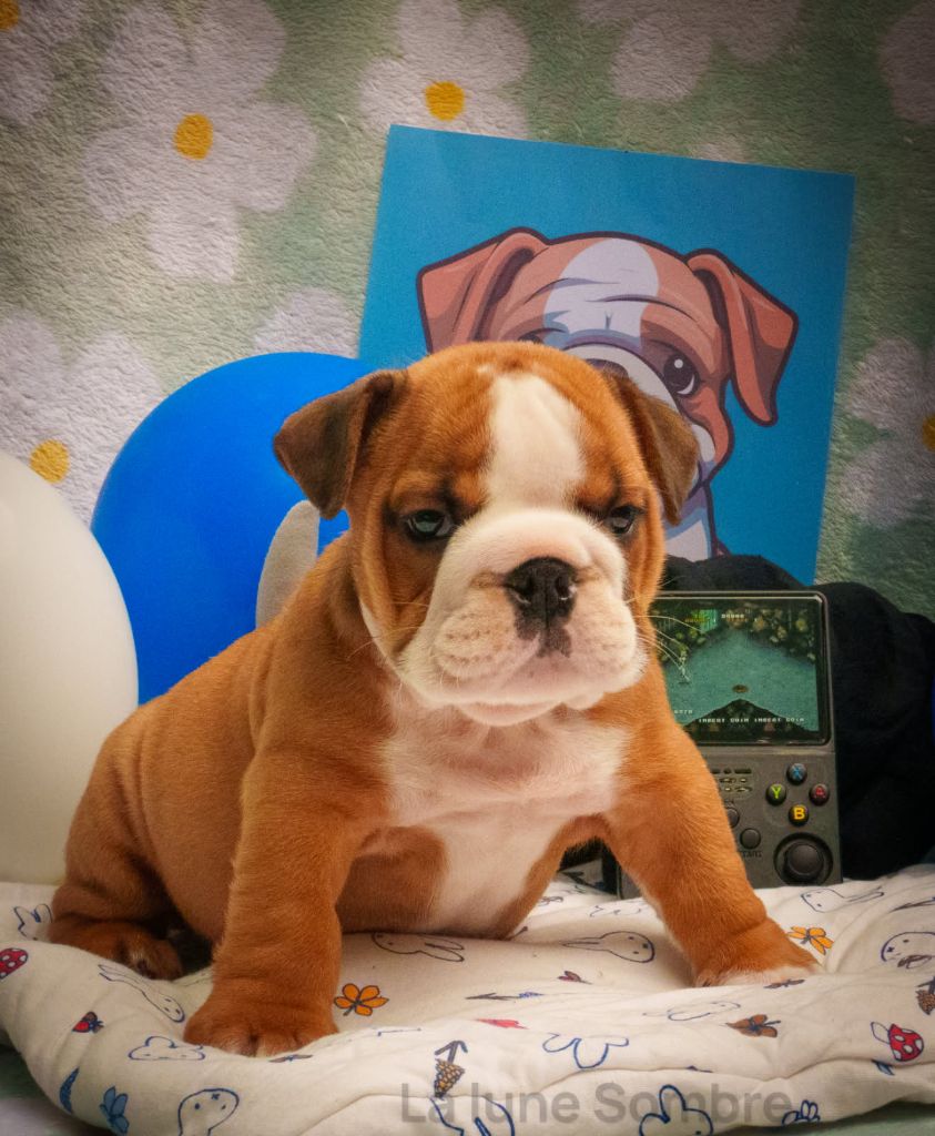 De La Lune Sombre - Chiots disponibles - Bulldog Anglais