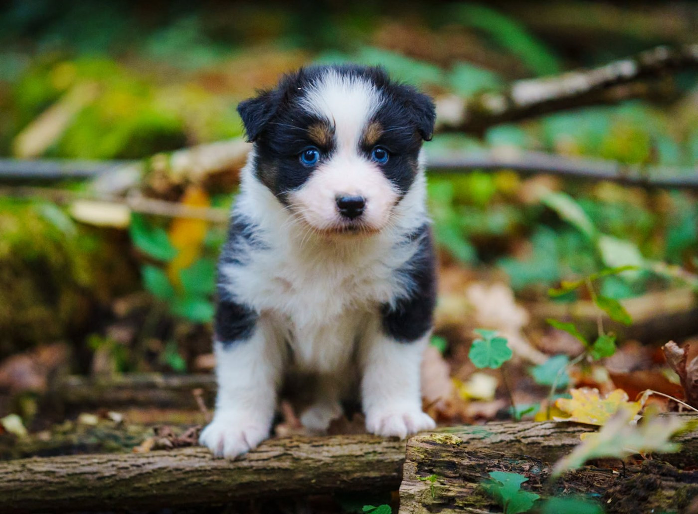 De La Lune Sombre - Chiots disponibles - Berger Australien