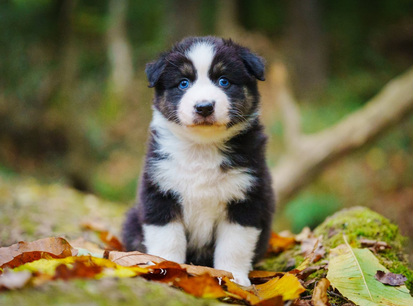 De La Lune Sombre - Chiots disponibles - Berger Australien