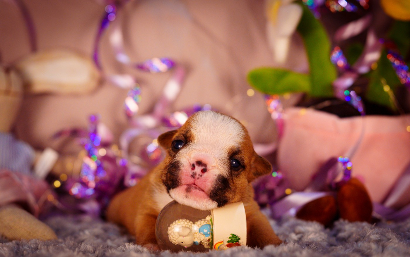 De La Lune Sombre - Chiots disponibles - Bulldog Anglais