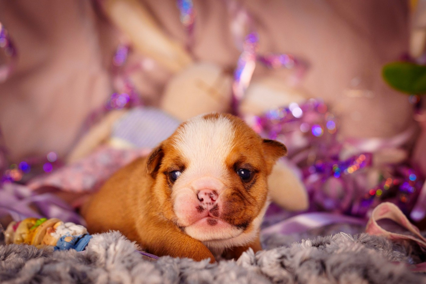 De La Lune Sombre - Chiots disponibles - Bulldog Anglais