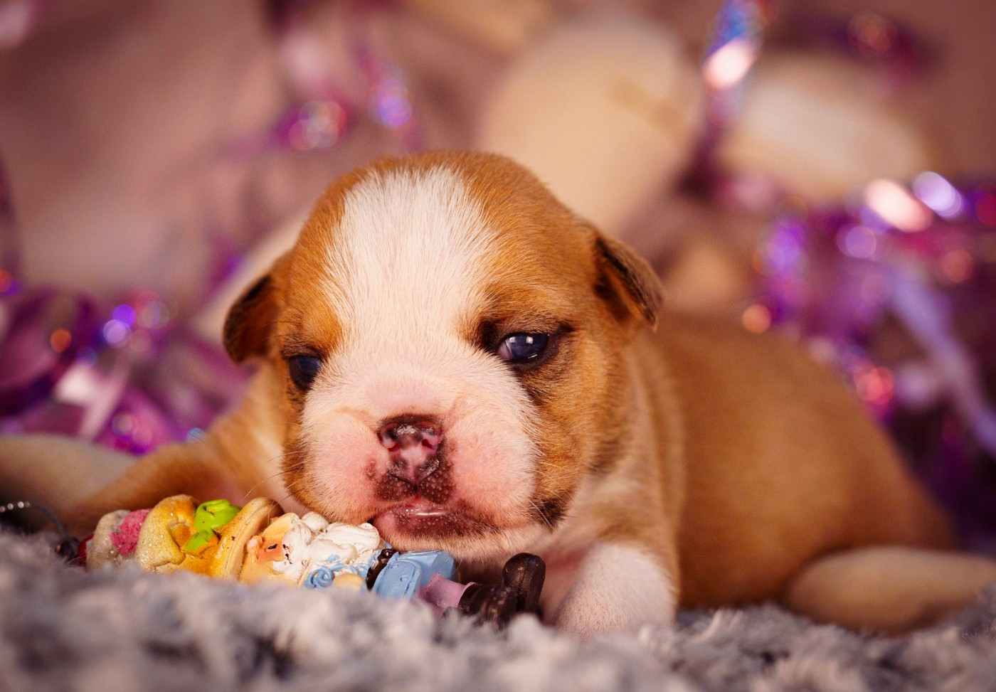 De La Lune Sombre - Chiots disponibles - Bulldog Anglais