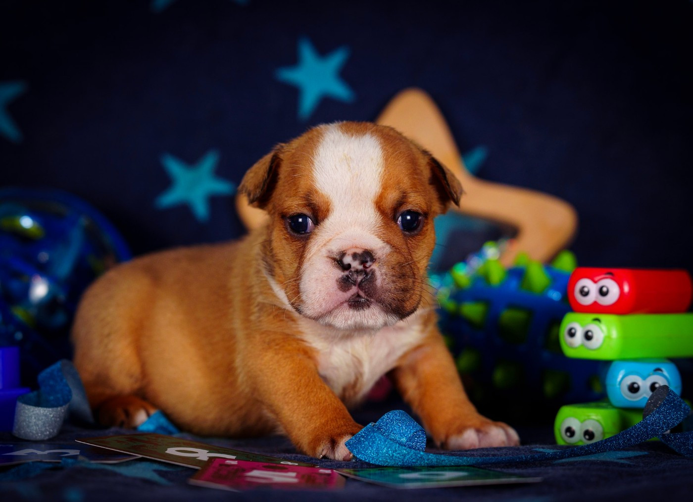 De La Lune Sombre - Chiots disponibles - Bulldog Anglais