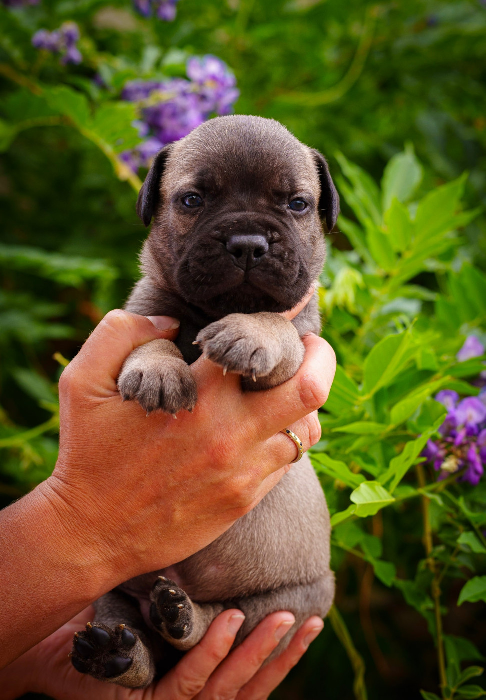 De La Lune Sombre - Chiots disponibles - Bullmastiff