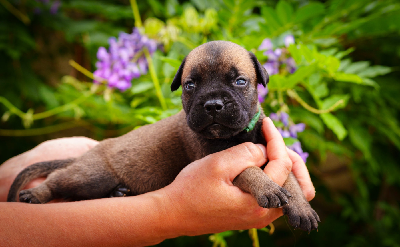 De La Lune Sombre - Chiots disponibles - Bullmastiff