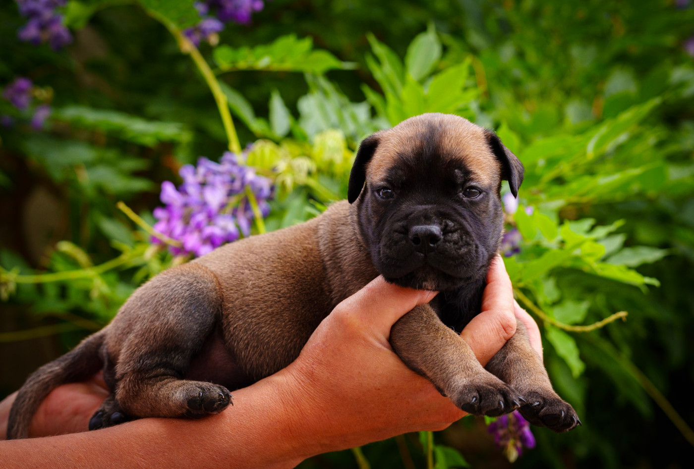 De La Lune Sombre - Chiots disponibles - Bullmastiff