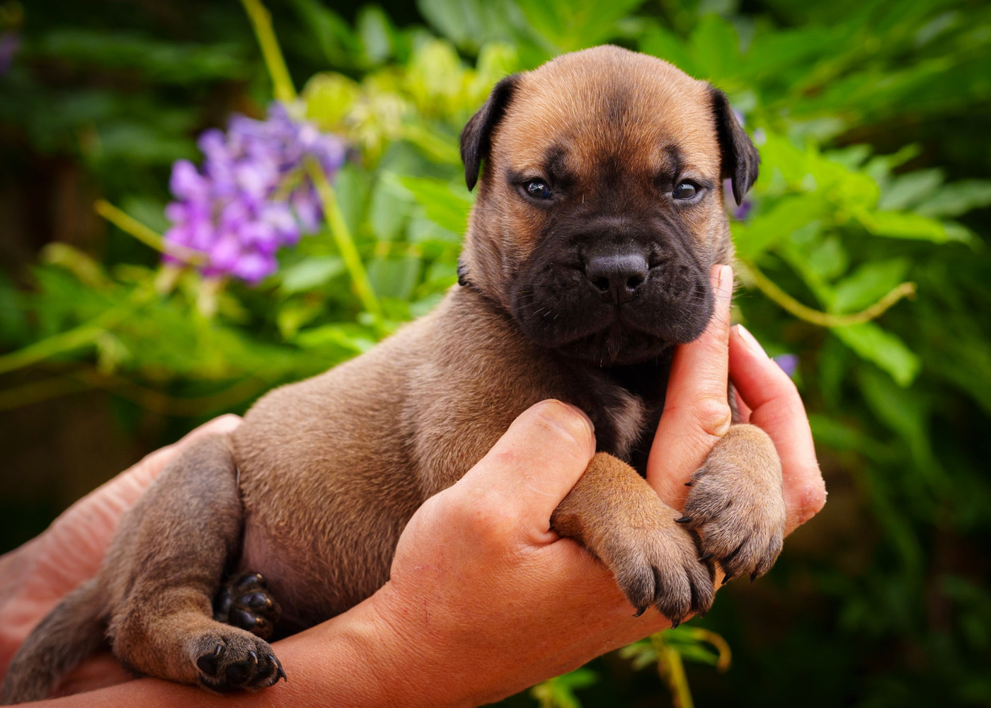 De La Lune Sombre - Chiots disponibles - Bullmastiff
