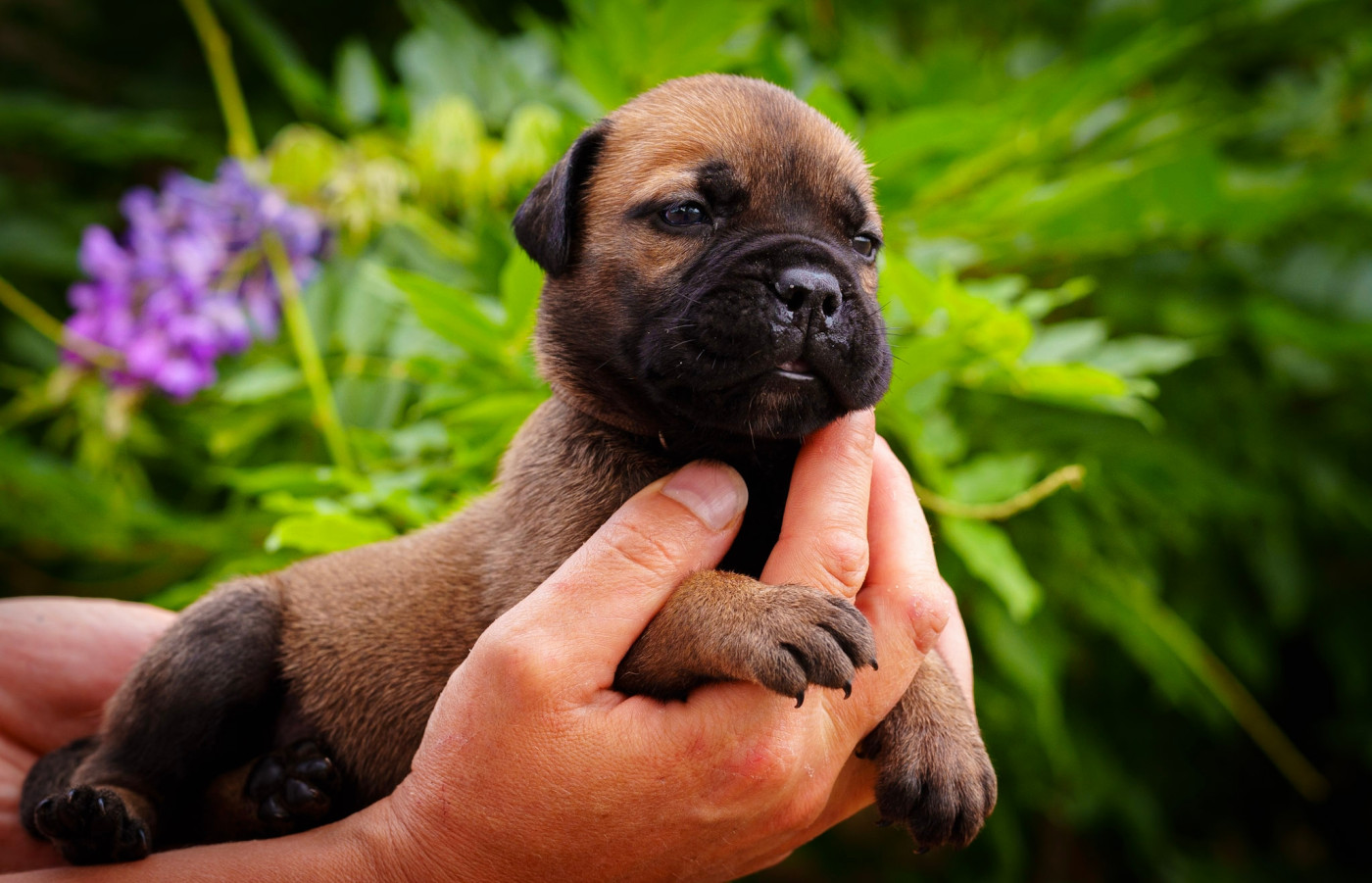 De La Lune Sombre - Chiots disponibles - Bullmastiff