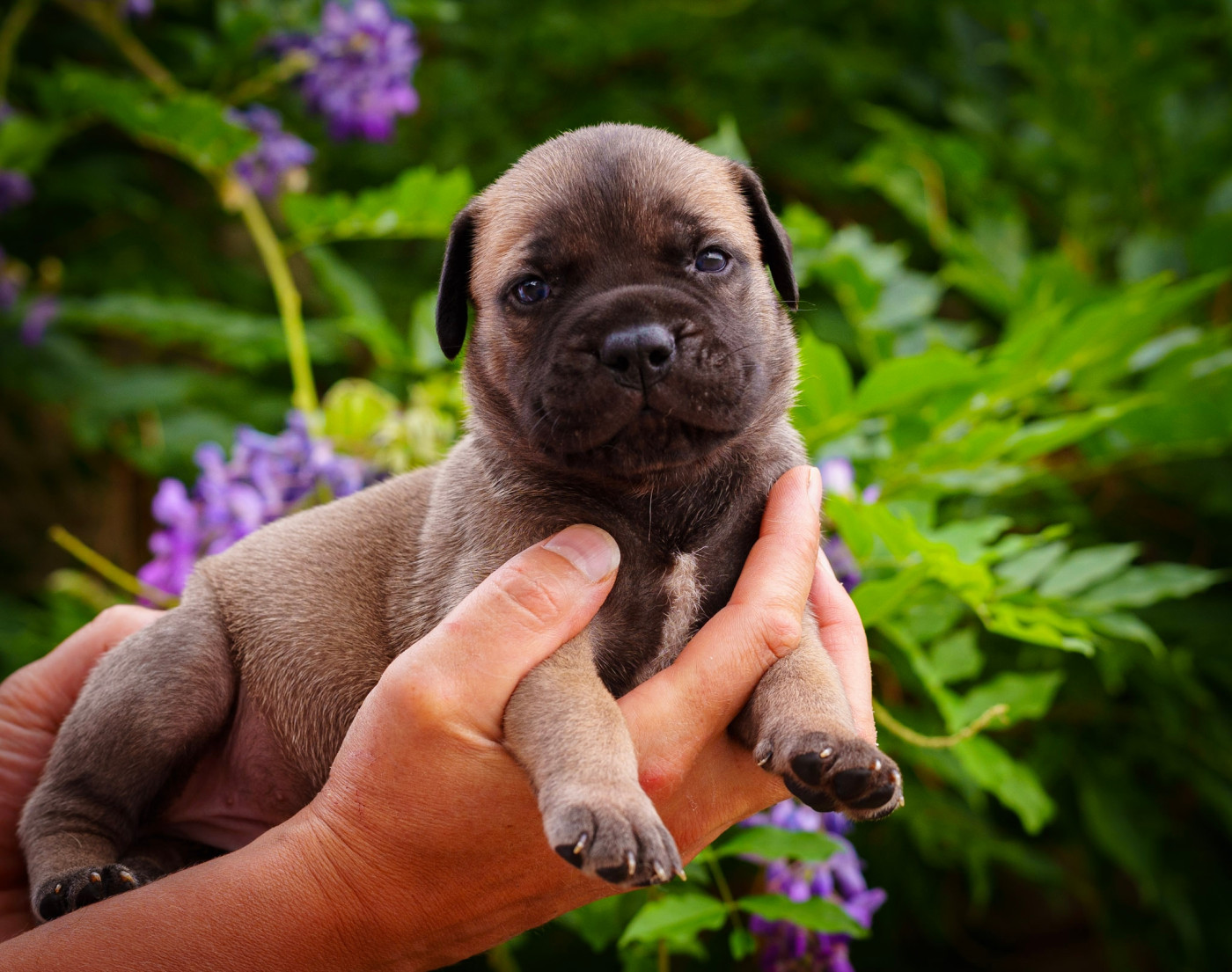De La Lune Sombre - Chiots disponibles - Bullmastiff