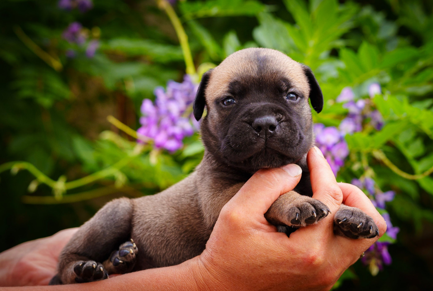 De La Lune Sombre - Chiots disponibles - Bullmastiff