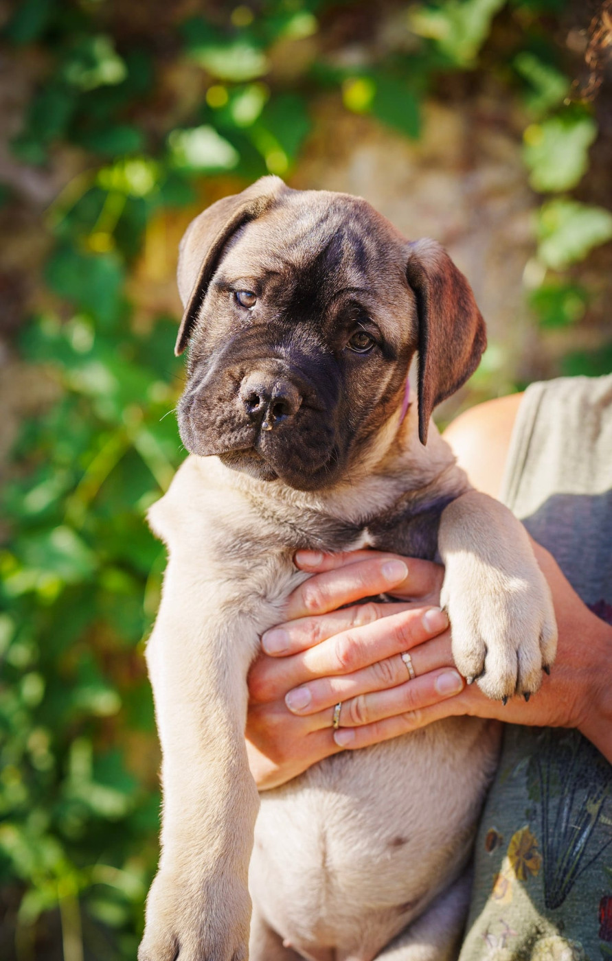 De La Lune Sombre - Chiots disponibles - Bullmastiff