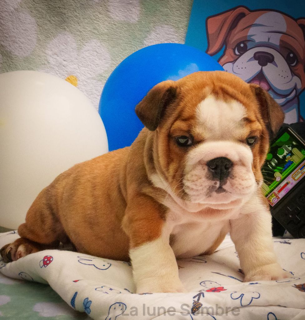 De La Lune Sombre - Chiots disponibles - Bulldog Anglais