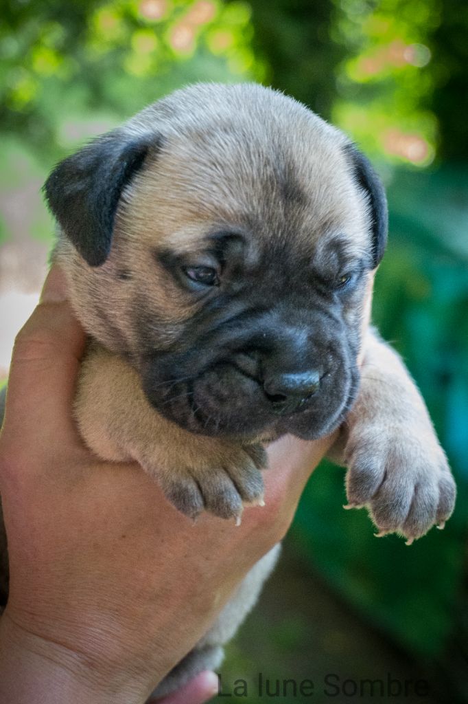 De La Lune Sombre - Chiots disponibles - Bullmastiff
