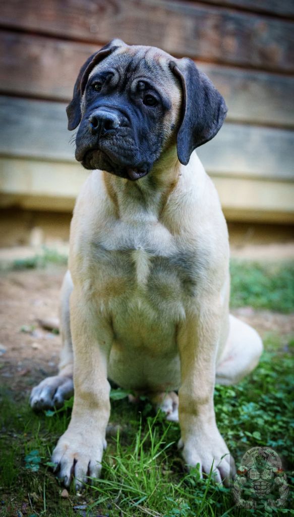 De La Lune Sombre - Chiots disponibles - Bullmastiff