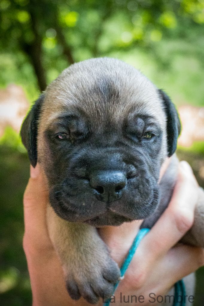 De La Lune Sombre - Chiots disponibles - Bullmastiff