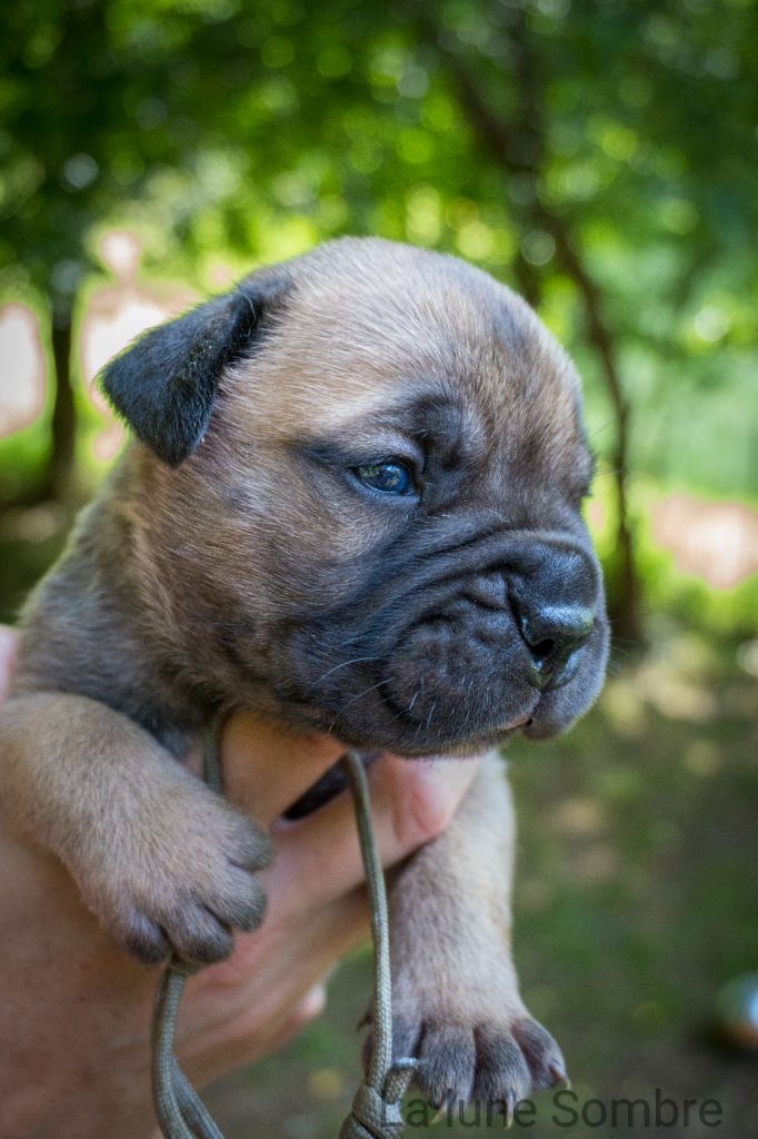 De La Lune Sombre - Chiots disponibles - Bullmastiff