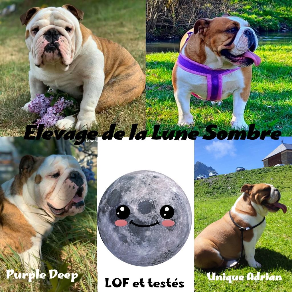 Chiot Bulldog Anglais De La Lune Sombre