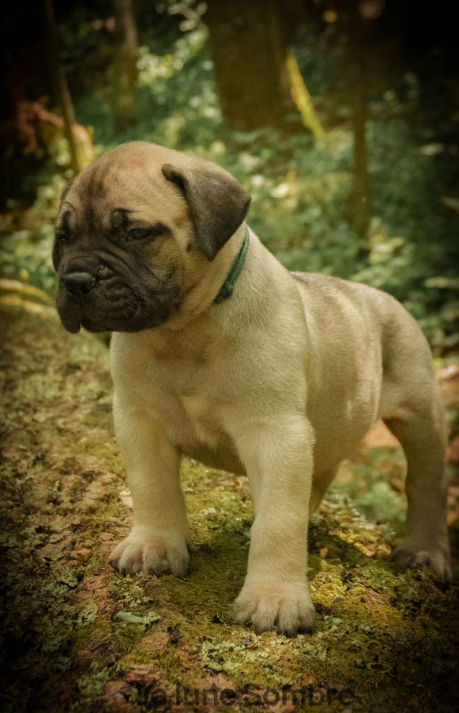 De La Lune Sombre - Chiots disponibles - Bullmastiff