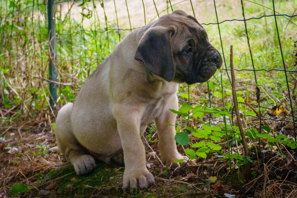 De La Lune Sombre - Chiots disponibles - Bullmastiff
