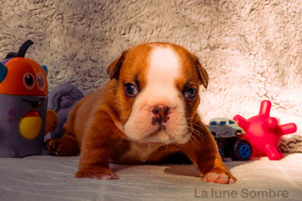 De La Lune Sombre - Chiots disponibles - Bulldog Anglais