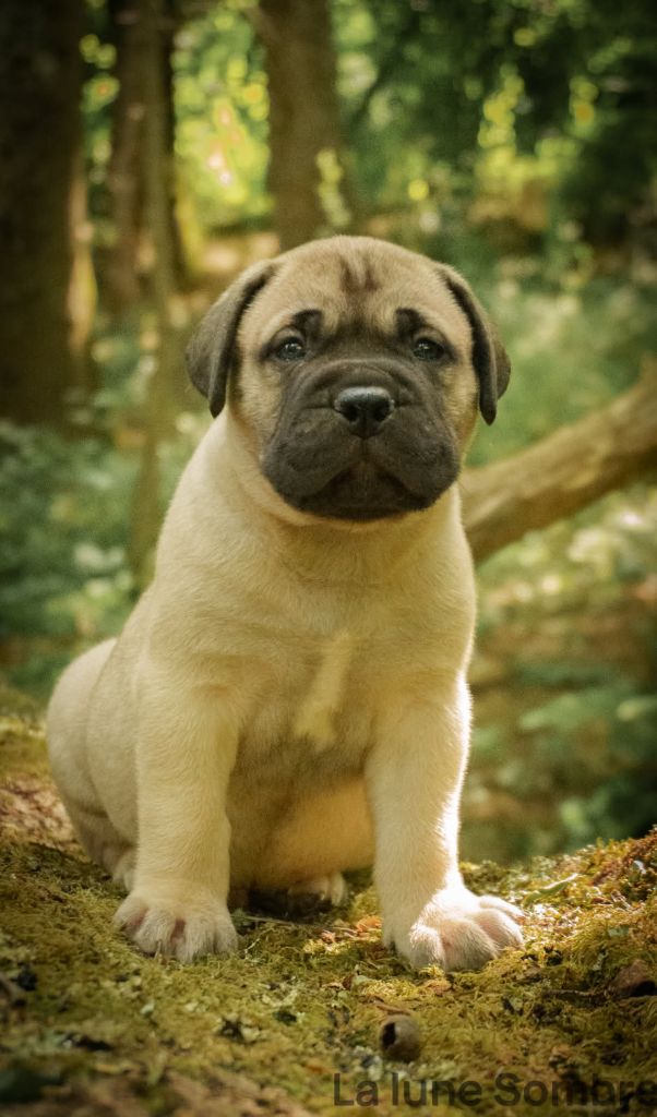 De La Lune Sombre - Chiots disponibles - Bullmastiff