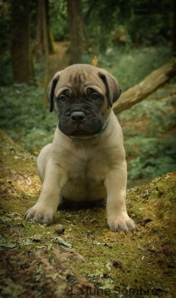 De La Lune Sombre - Chiots disponibles - Bullmastiff