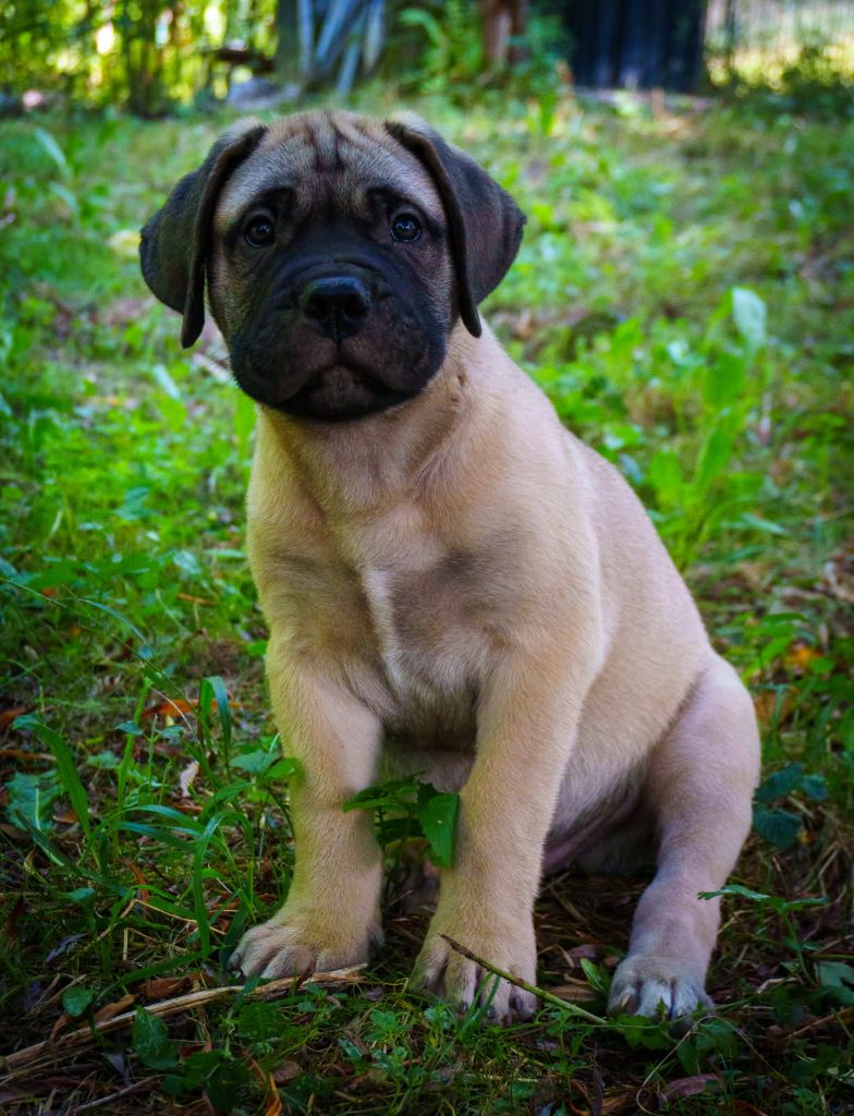 De La Lune Sombre - Chiots disponibles - Bullmastiff