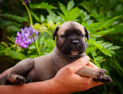 Beautiful flower