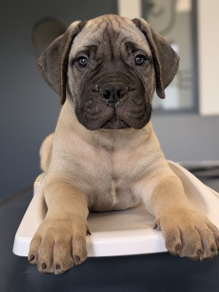 De La Lune Sombre - Chiots disponibles - Bullmastiff