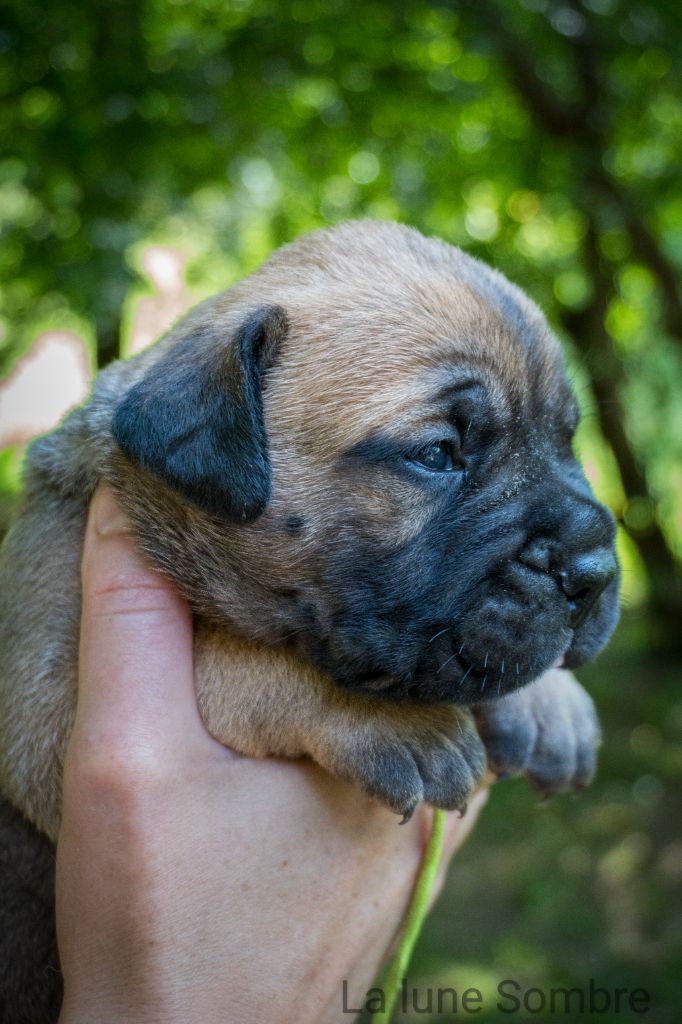 De La Lune Sombre - Chiots disponibles - Bullmastiff