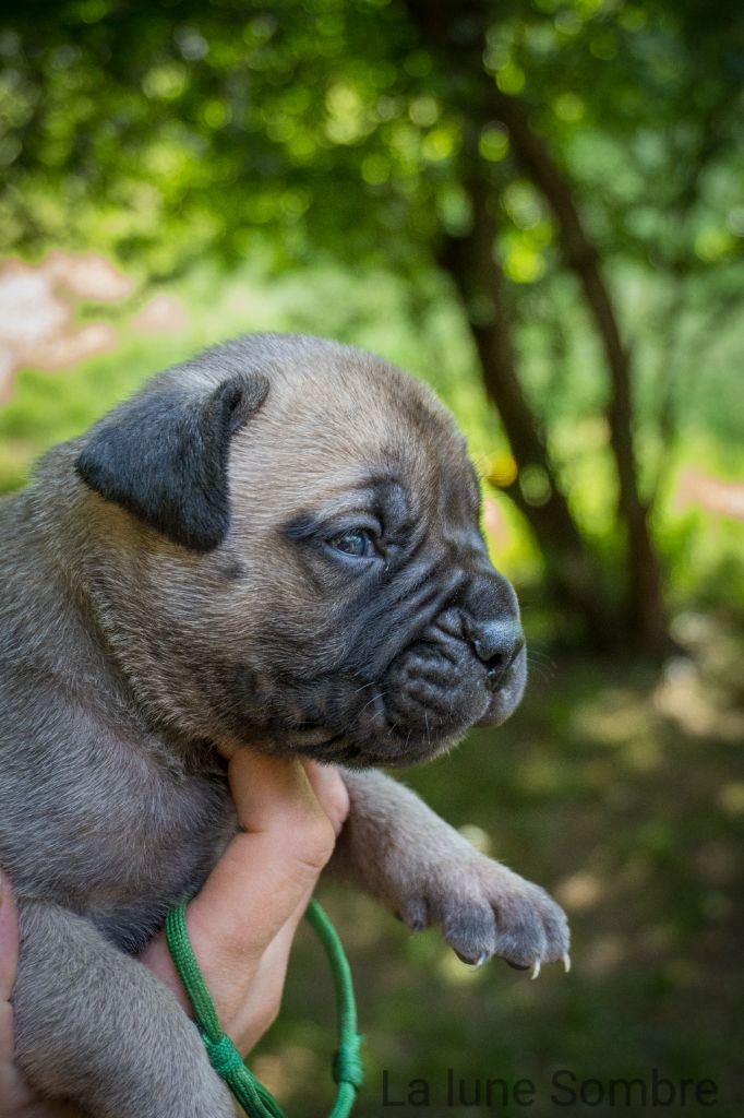 De La Lune Sombre - Chiots disponibles - Bullmastiff