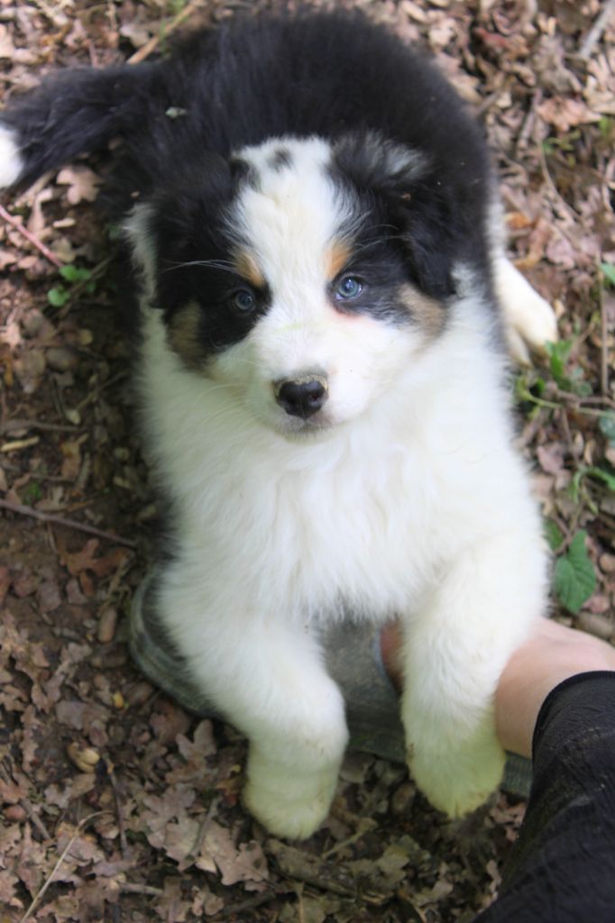 De La Lune Sombre - Chiots disponibles - Berger Australien