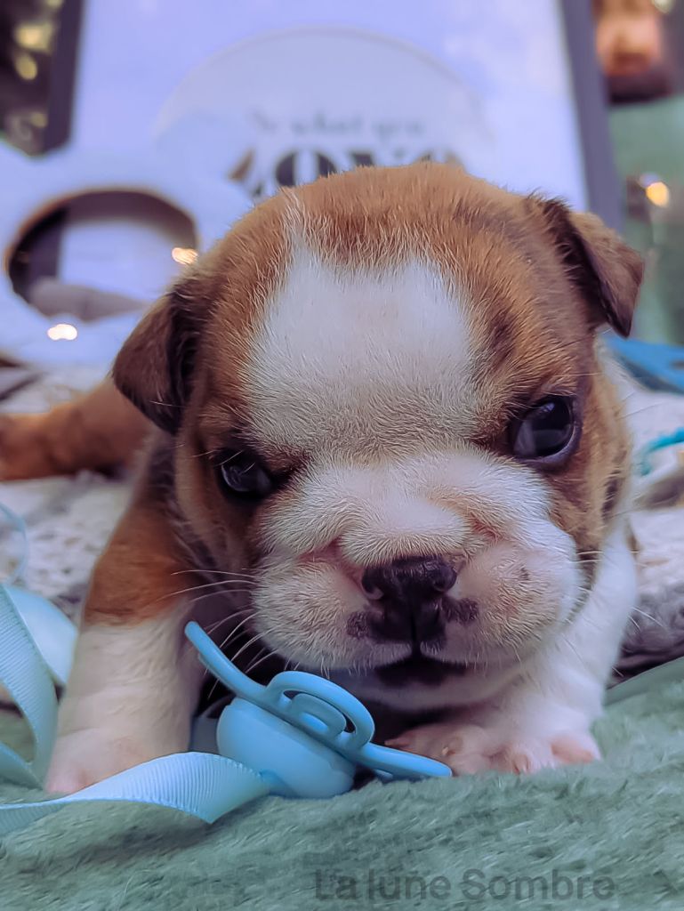 De La Lune Sombre - Chiots disponibles - Bulldog Anglais