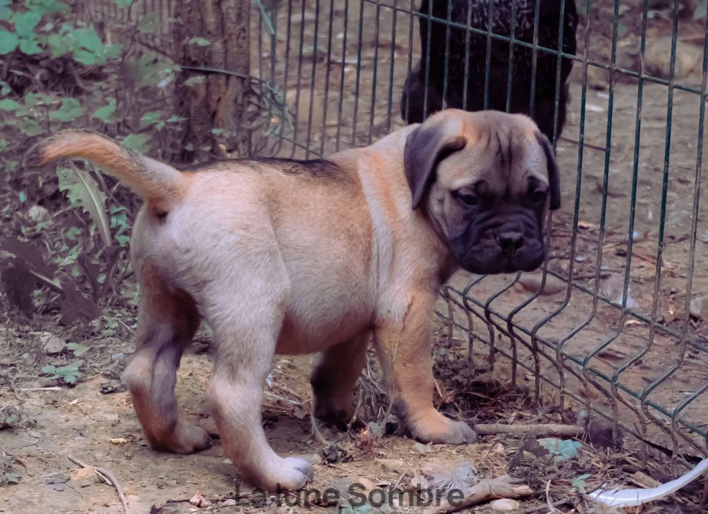 De La Lune Sombre - Chiots disponibles - Bullmastiff